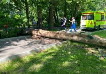 Огромный дуб упал на 27-летнего москвича в юго-восточном округе столицы 26 июня