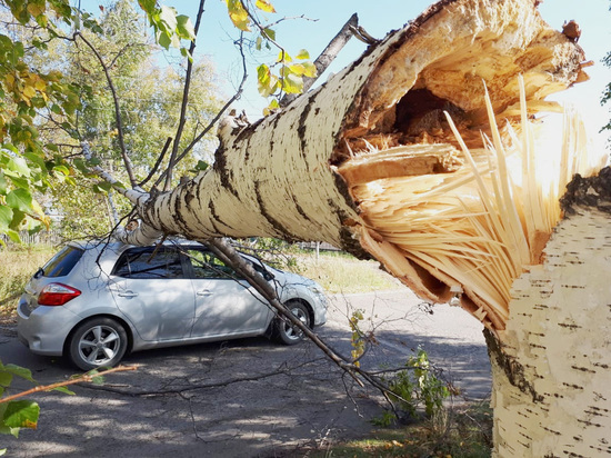 В Кирове шквальный ветер поломал деревья, нанеся материальный ущерб
