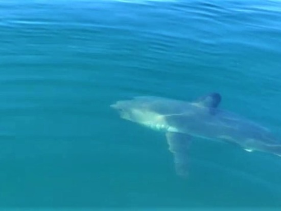 Неожиданная встреча рыбаков с акулой на Сахалине попала на видео