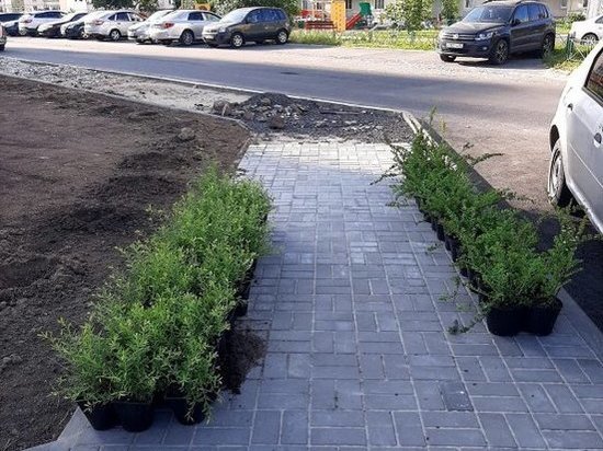 В Курске 27 июня провели озеленительные работы в сквере «Молодежный»