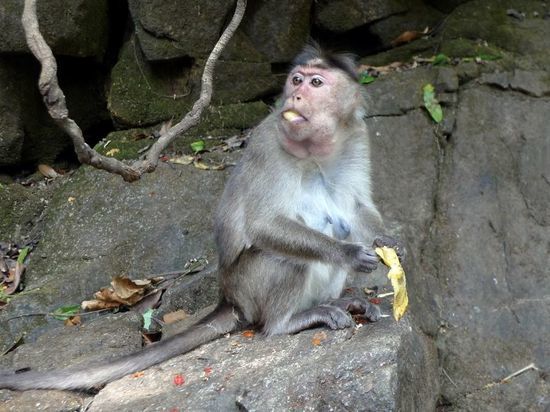 ВОЗ: свыше 3400 случаев оспы обезьян выявлено с начала года в 50 странах мира