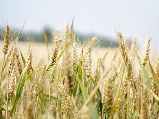 В Херсонской области создадут госрезерв зерна, выкупив часть урожая