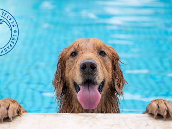 Где можно поплавать с собакой