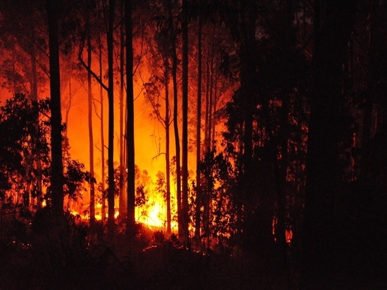 В Ивановской области лесной пожар ликвидировали около десяти часов