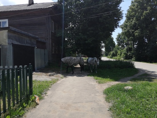 В Тверской области на улице увидели «зебру»