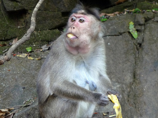 Ученые выяснили, что оспа обезьян мутирует в 6-12 раз быстрее