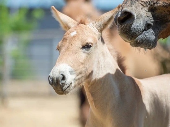 В зоопарке Ростова родился жеребенок лошадей Пржевальского