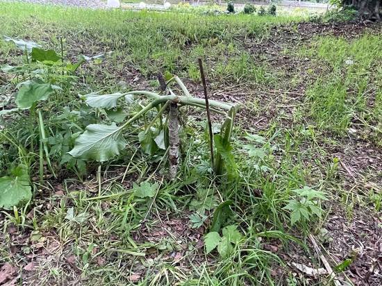 Неизвестные сломали краснокнижную Лилию Глена в парке Южно-Сахалинска