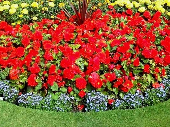В это лето Владимир украсят более 250 тысяч цветочных саженцев