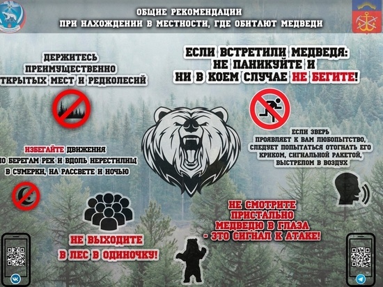 МЧСники советуют жителям Мурманской области не убегать от медведей, а кричать на них