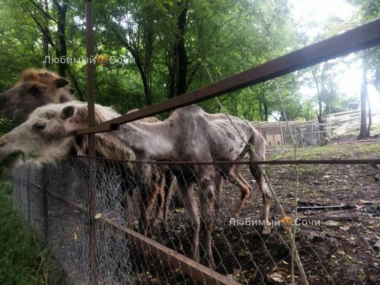 Жители Сочи нашли истощенных верблюдов в Сафари-парке