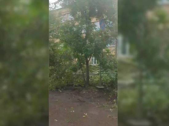 В Красноярске на улице Маерчака  дровосеки вырубили 50 тополей