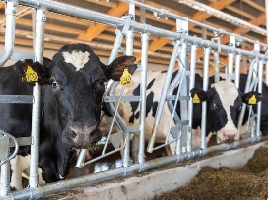Производство молока увеличилось за 5 месяцев в Псковской области