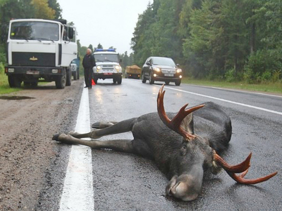 В Кировской области в ДТП погибли лось и пассажир машины