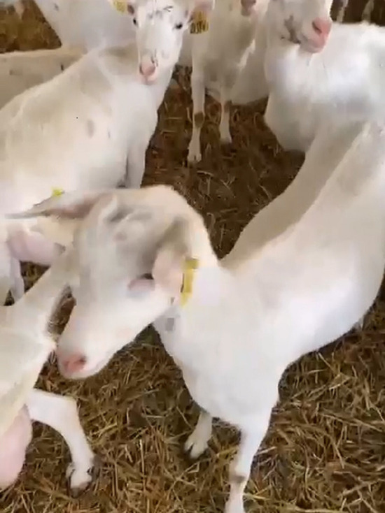 Швейцарских коз привезут в одно из фермерских хозяйств в Серпухове