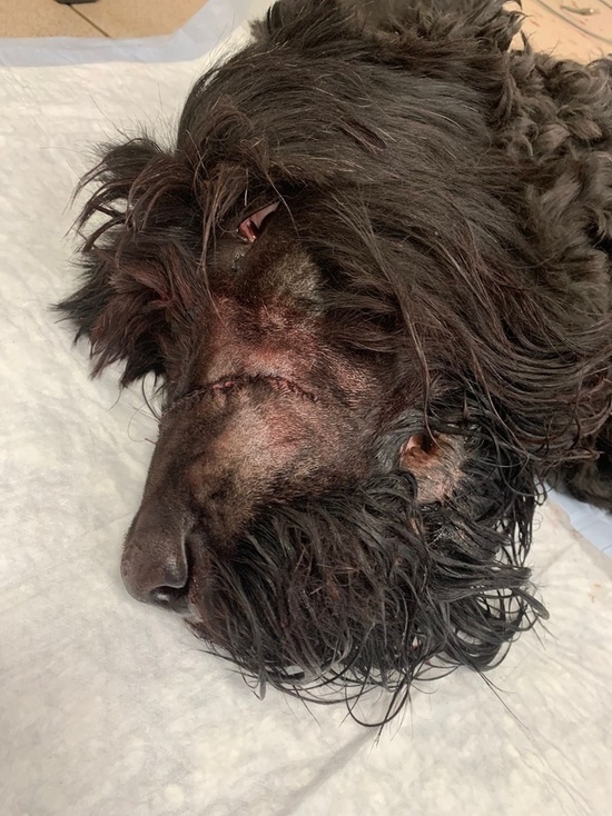 В Рыбинске садист изрубил собаку топором