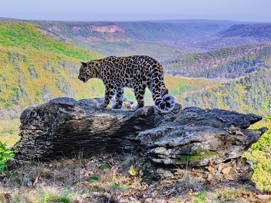Фильм о спасении леопардов покажут бесплатно в кинотеатре «Черемушки» во Владивостоке