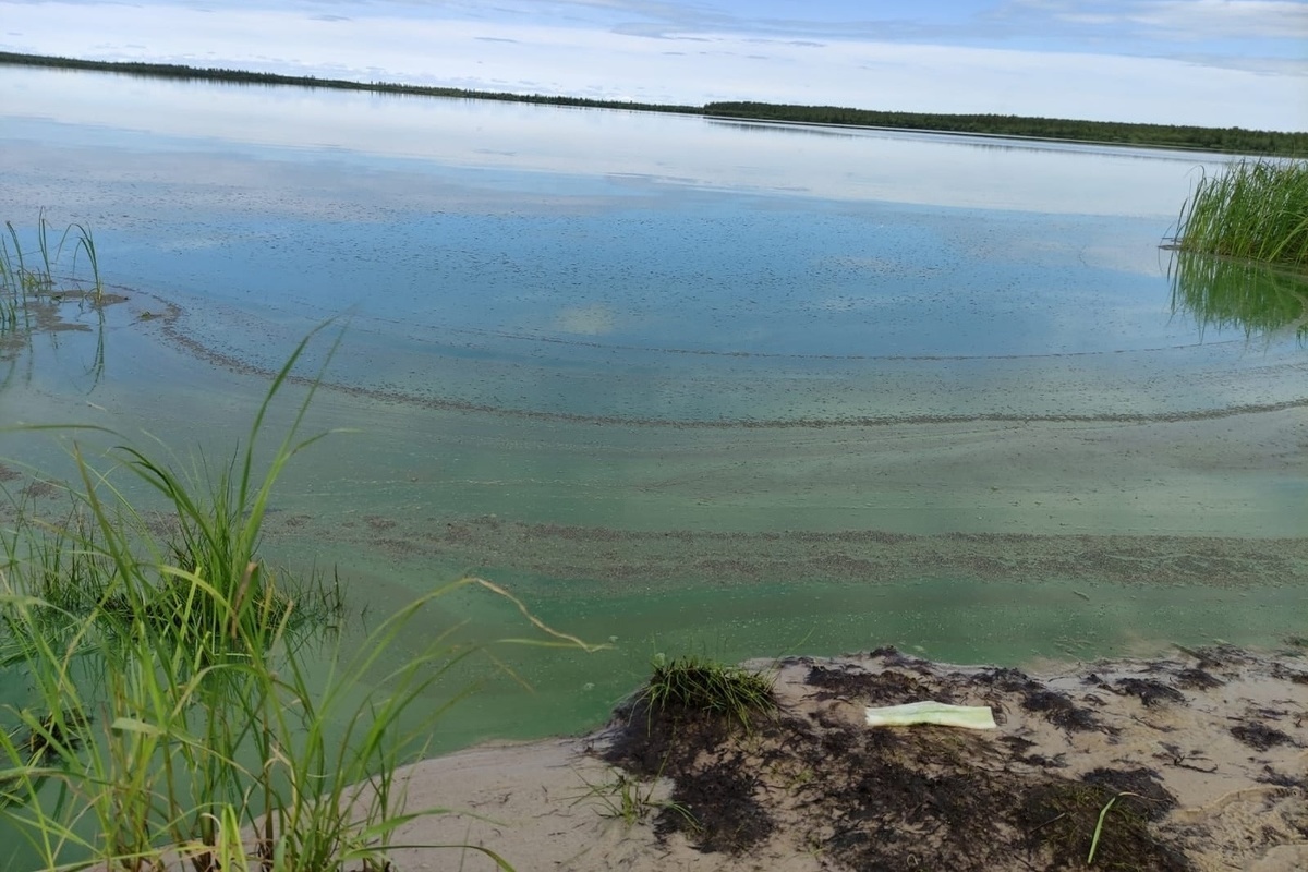 Озеро качество воды. Озеро Ханто Ноябрьск. Цветение водоемов. Синее озеро. Вода озеро.