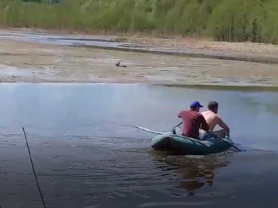 Владимирские полицейские спасли из болота дикую косулю