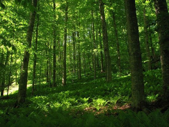 В Красноярском крае полицейские прочесывают лес в поисках двух грибников