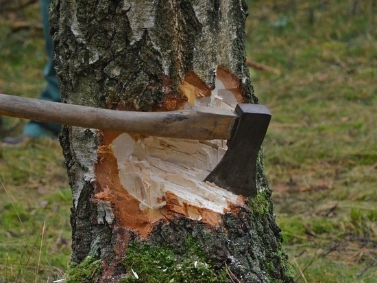 Кубанский предприниматель получил условный срок за вырубку деревьев на 2,5 млн рублей