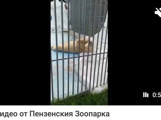 В пензенском зоопарке белый медведь удивил посетителей