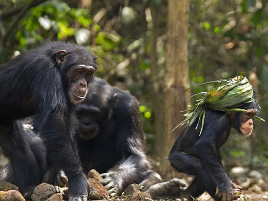Они эволюционируют: лесные шимпанзе научились копать колодцы