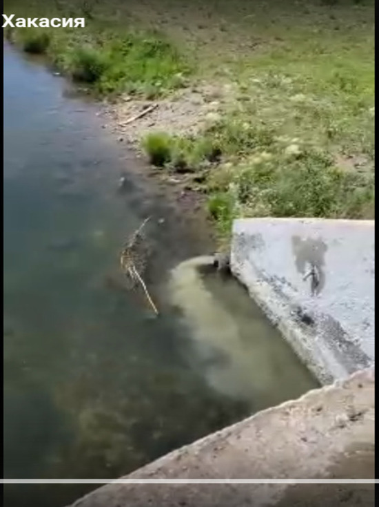 В Шира продолжают сливать нечистоты в реку Орловка