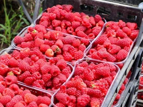 «Вкусы лета»: Вениамин Кондратьев поделился фотографиями кубанских фруктов и ягод