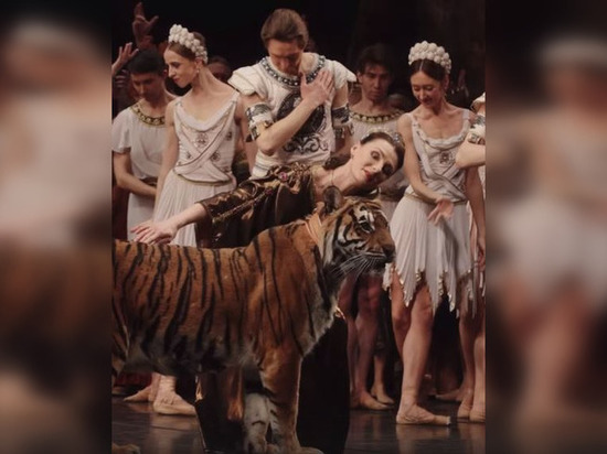 Умерла знаменитая петербургская тигрица Шакира, сыгравшая в «Ночном дозоре»