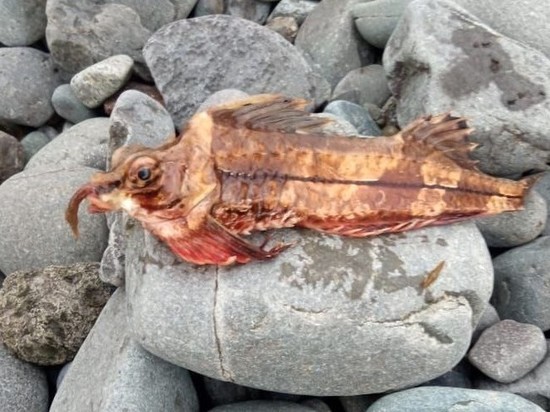 Рыбак на Сахалине поймал морскую лисичку с хоботом