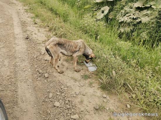 «Можно пересчитать ребра»: истощенную собаку обнаружили на Сахалине