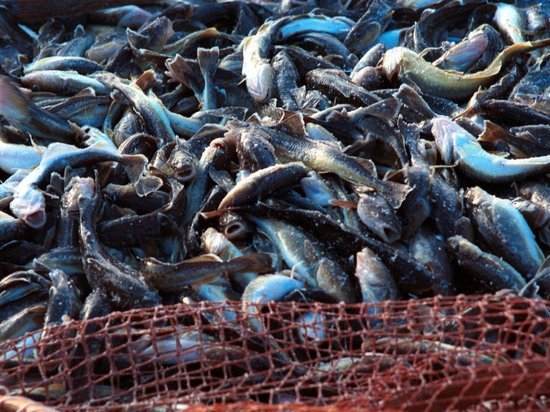 Daily Express: Фареры разгневали Британию, разрешив России ловить рыбу в ее водах