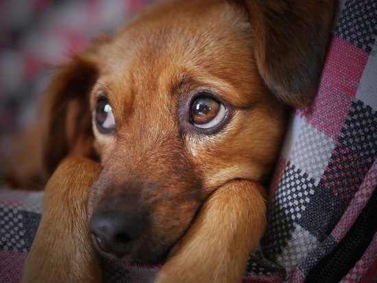 За три месяца 26-летний мурманчанин убил трех собак и покалечил еще одного пса