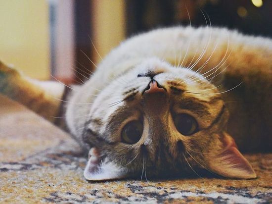 Неожиданно: какие три вида кошек приносят человеку счастье