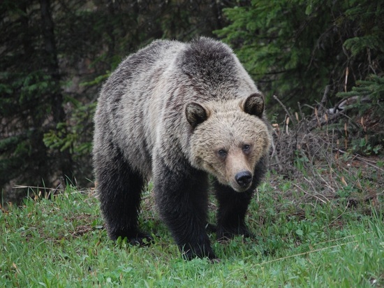 Медведь вышел к детскому лагерю на Сахалине