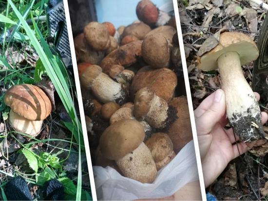 Грибники собирают в лесах Новосибирской области первые белые грибы