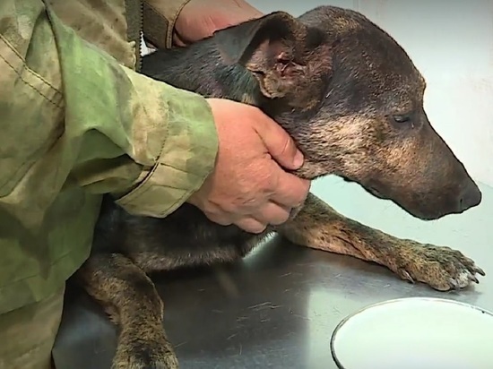 Белгородские ветеринары спасают раненых собак из приграничных районов