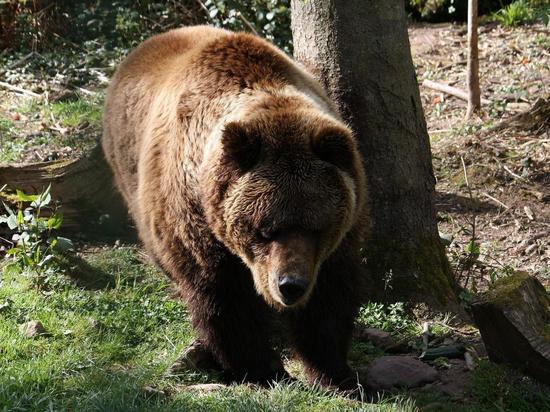 Медведь и лось померились силами на трассе «Кола» под Апатитами