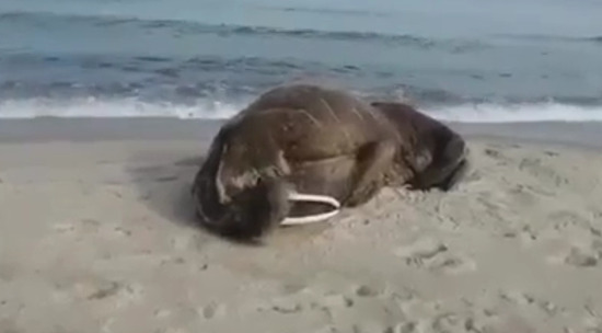 В Калиниградской области обнаружили на пляже моржа: видео