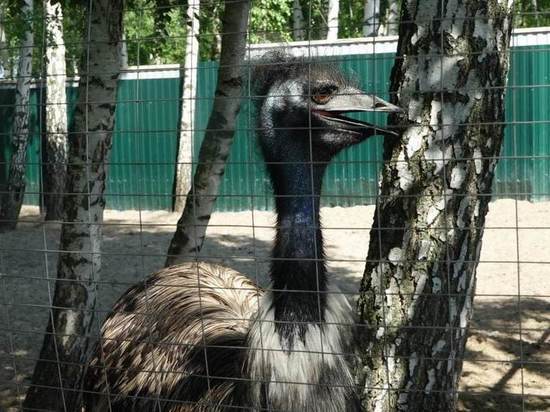 В Курчатове парк птиц приобрел 10 павлинов