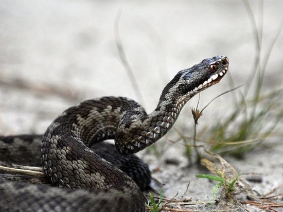 Туриста в Карелии укусила ядовитая змея