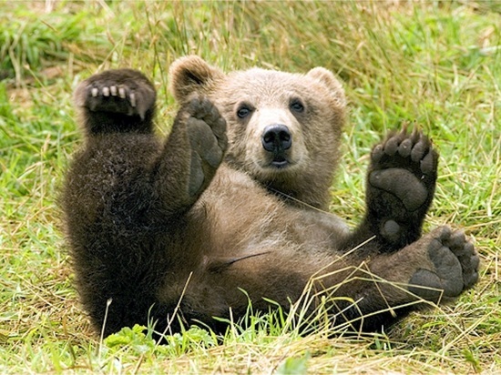 Появились новые подробности о медведе, который подошел к детскому лагерю на Сахалине