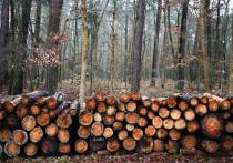 Бурятские власти хотят доверить Селенгинскому ЦКК половину леса в пригородном Иволгинском районе на 49 лет и просят такого же доверия к предприятию от жителей Иволгинского района