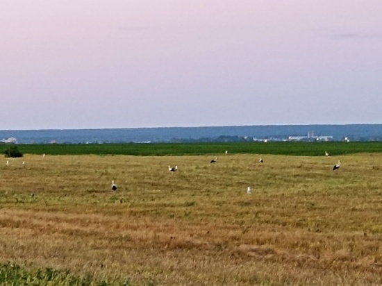 На полях у Татарского вала тамбовчане увидели почти 10 аистов