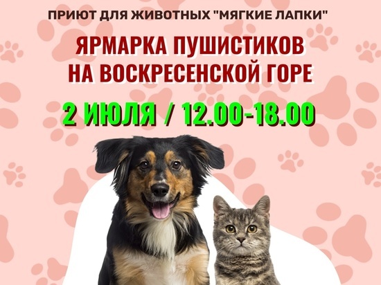 В Музее истории Томска 2 июля будут раздавать бездомных собак и кошек