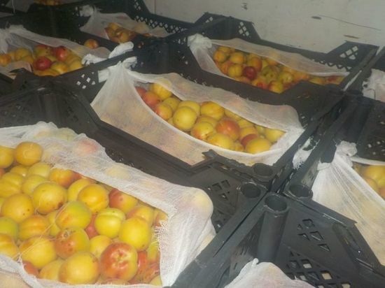 В Омской области Россельхознадзор выявил заражённые плодожоркой абрикосы