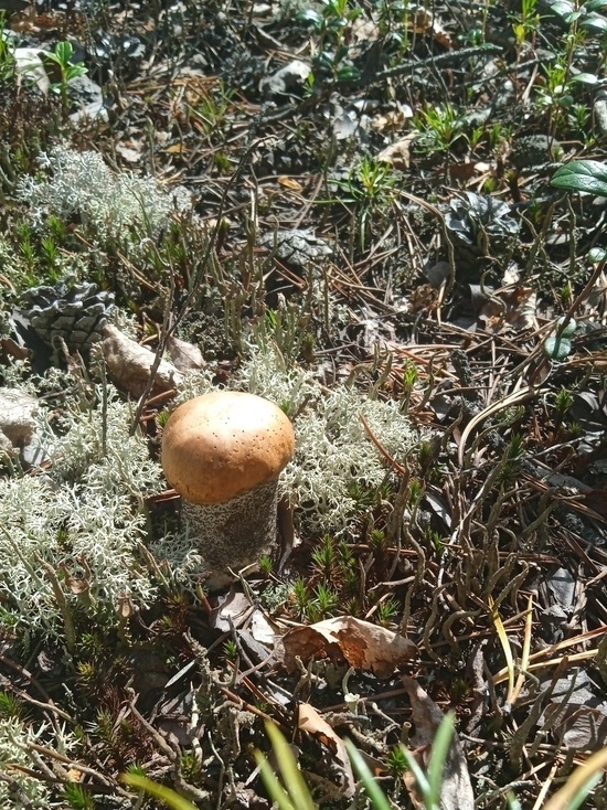 В Ноябрьске замечены очередные съедобные грибы