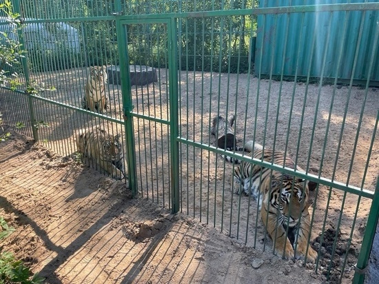 Приют для диких кошек «Дом тигра» открылся в Выборгском районе