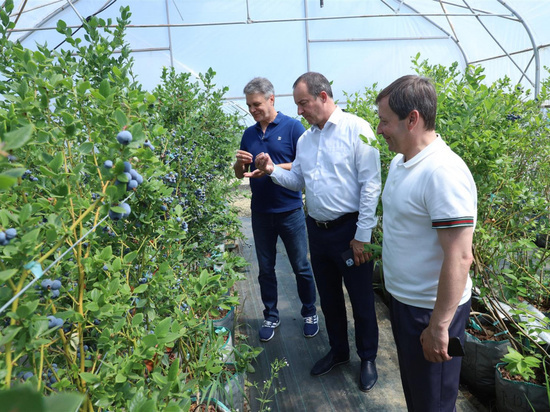 Юрий Бурлачко посетил передовое хозяйство по выращиванию голубики в ГорячемКлюче - МК на Кубани